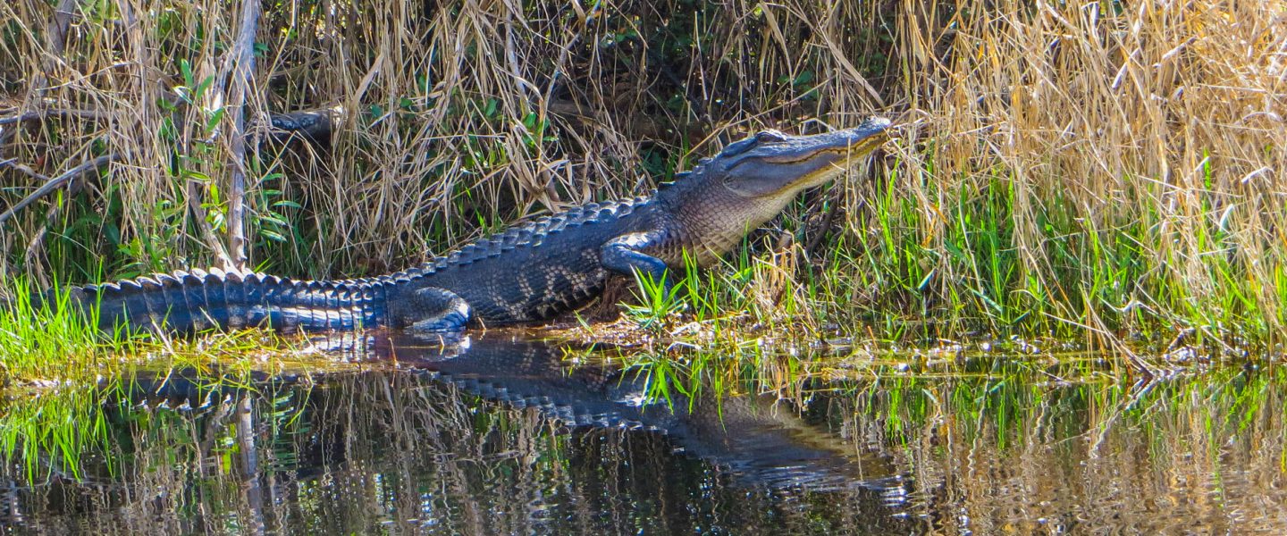 Clean Water Act, federal protections, scope, project oversight, Biden administration