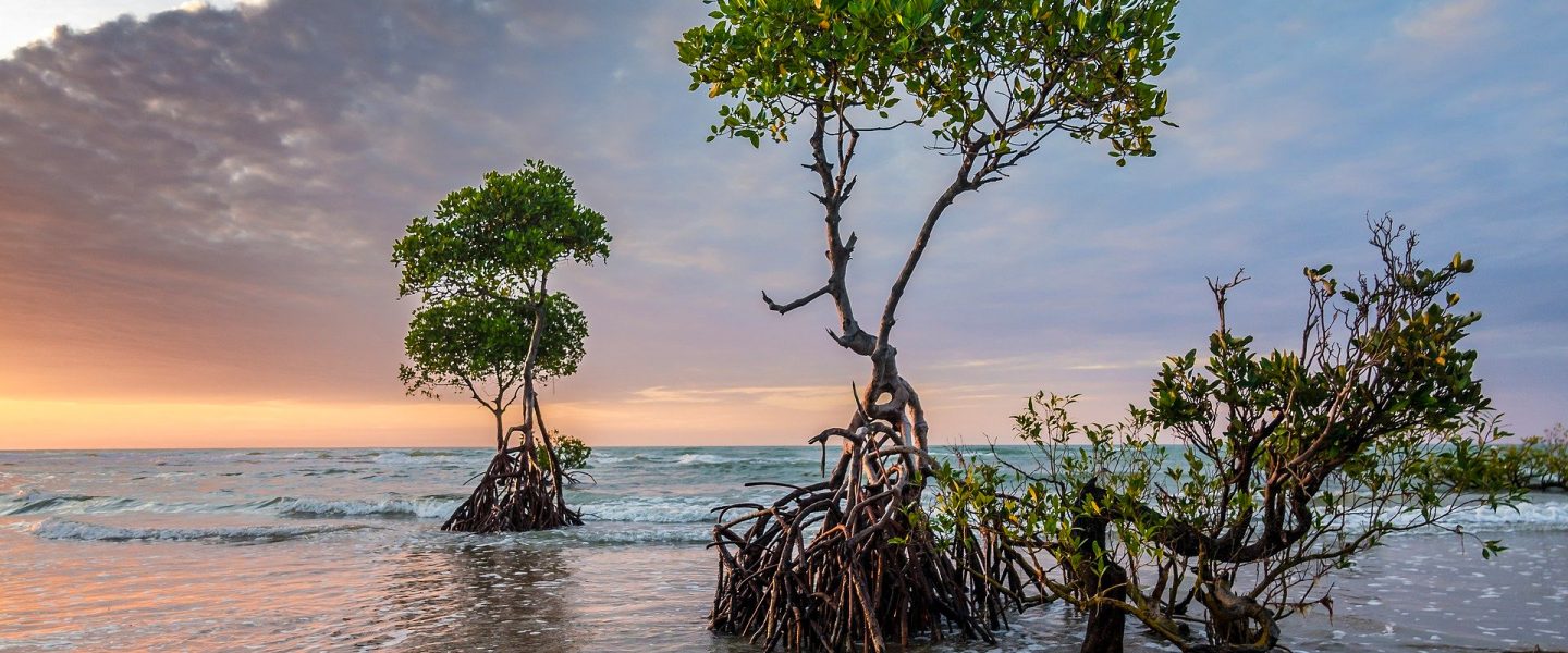 tree species, Earth, research, climate change, deforestation, forest plots