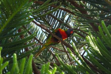 climate change reforesting, tropics, carbon dioxide, atmosphere