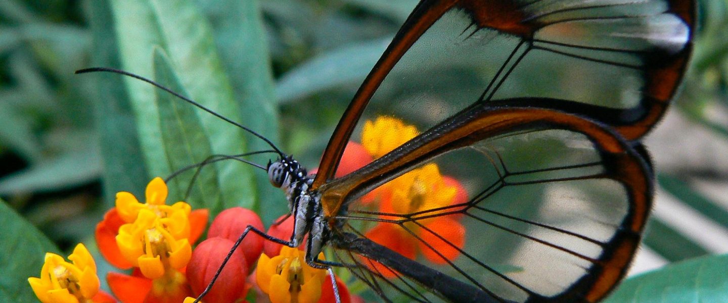 biodiversity, insects, monitoring, AI, wingbeats