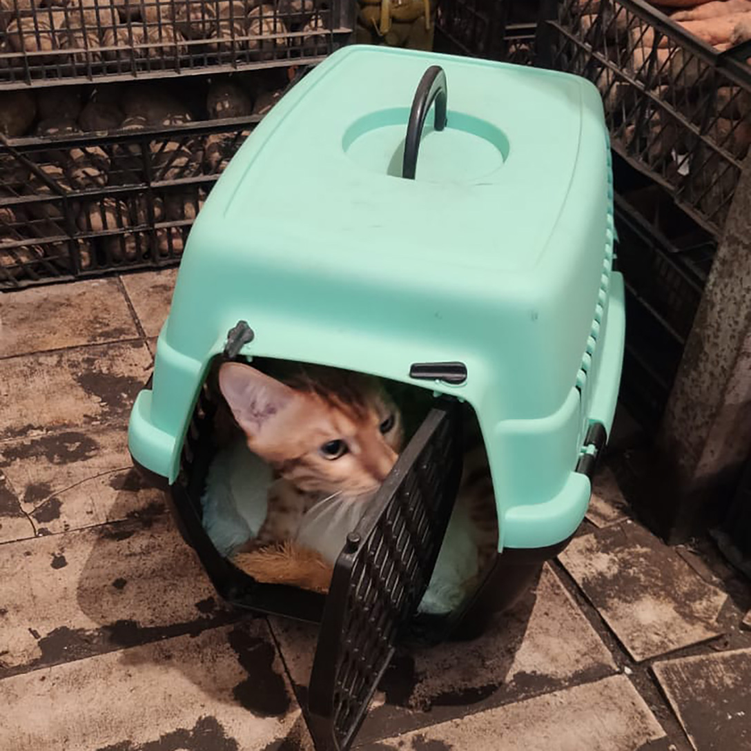 cat, carrier, Ukraine
