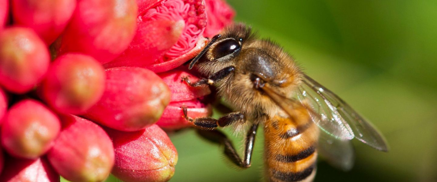 biodiversity, plants, weeds, pollinators, study
