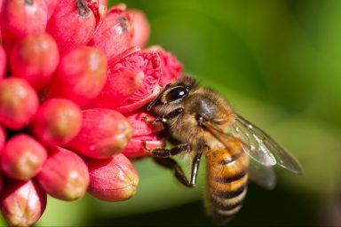biodiversity, plants, weeds, pollinators, study
