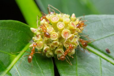 tawny crazy ants, invasive species, supercolonies, pathogen enemy