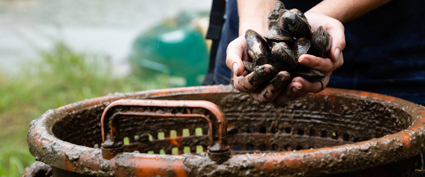 Anacostia River, freshwater mussels