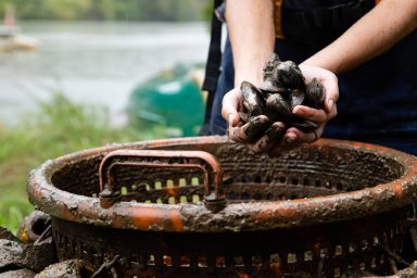 Anacostia River, freshwater mussels