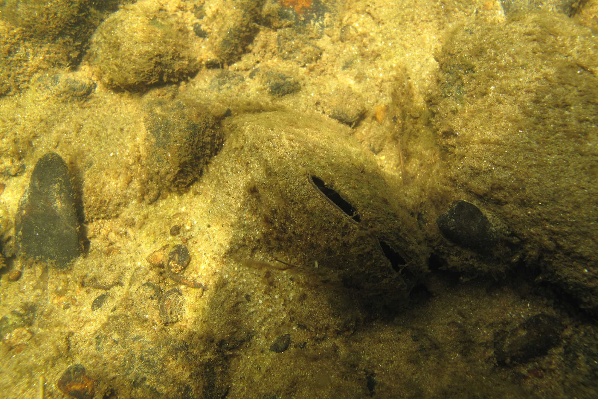 Freshwater mussel, stream bottom