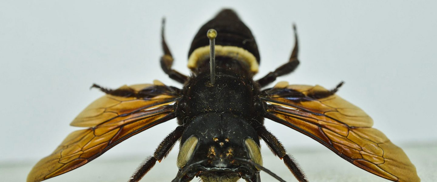 biodiversity, insect species, Wallace's giant bee, rediscovery