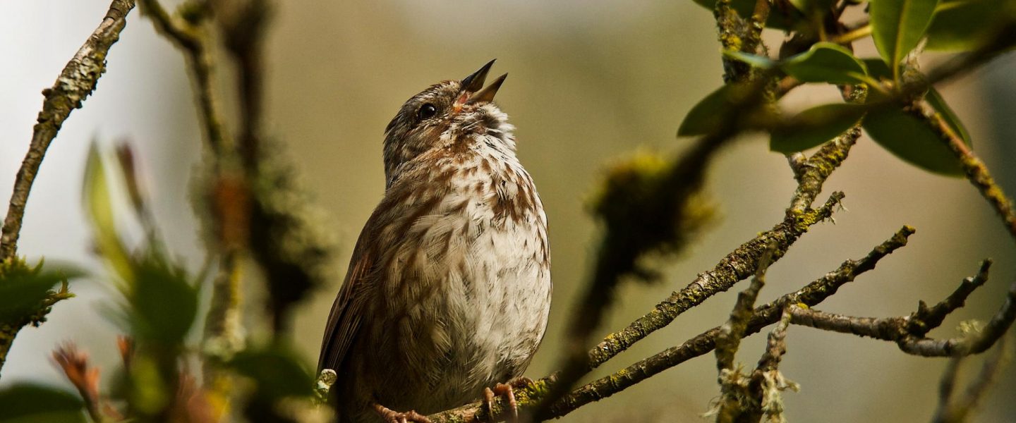 environment, ecology, wildlife protection, DDT, birds, biodiversity
