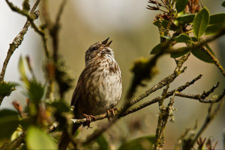 environment, ecology, wildlife protection, DDT, birds, biodiversity