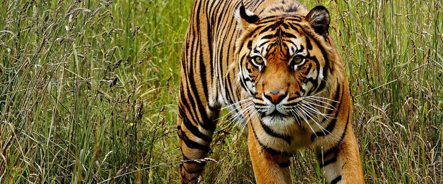 climate crisis, biodiversity, wildlife conservation, environmental challenges, study