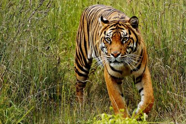 climate crisis, biodiversity, wildlife conservation, environmental challenges, study