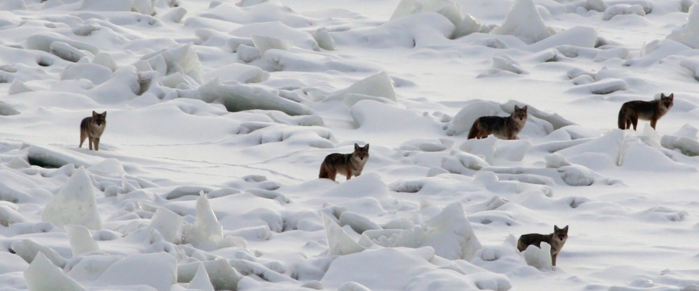 Coyotes, Alberta, Canada
