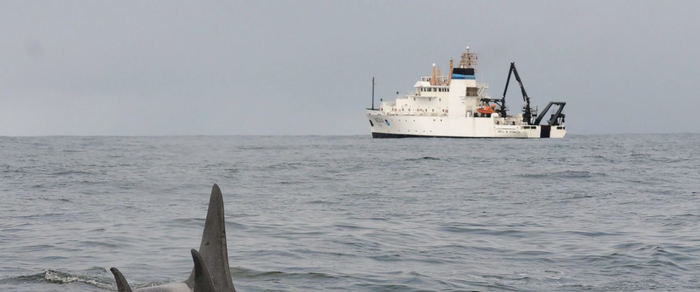 Southern resident killer whales