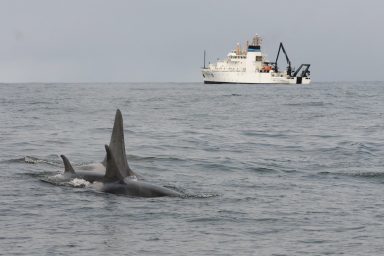 Southern resident killer whales
