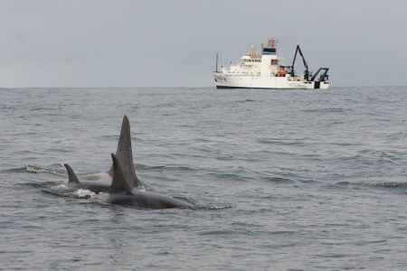 Southern resident killer whales