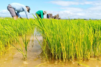 MASIPAG members, rice breeding, agroecology