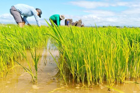 MASIPAG members, rice breeding, agroecology
