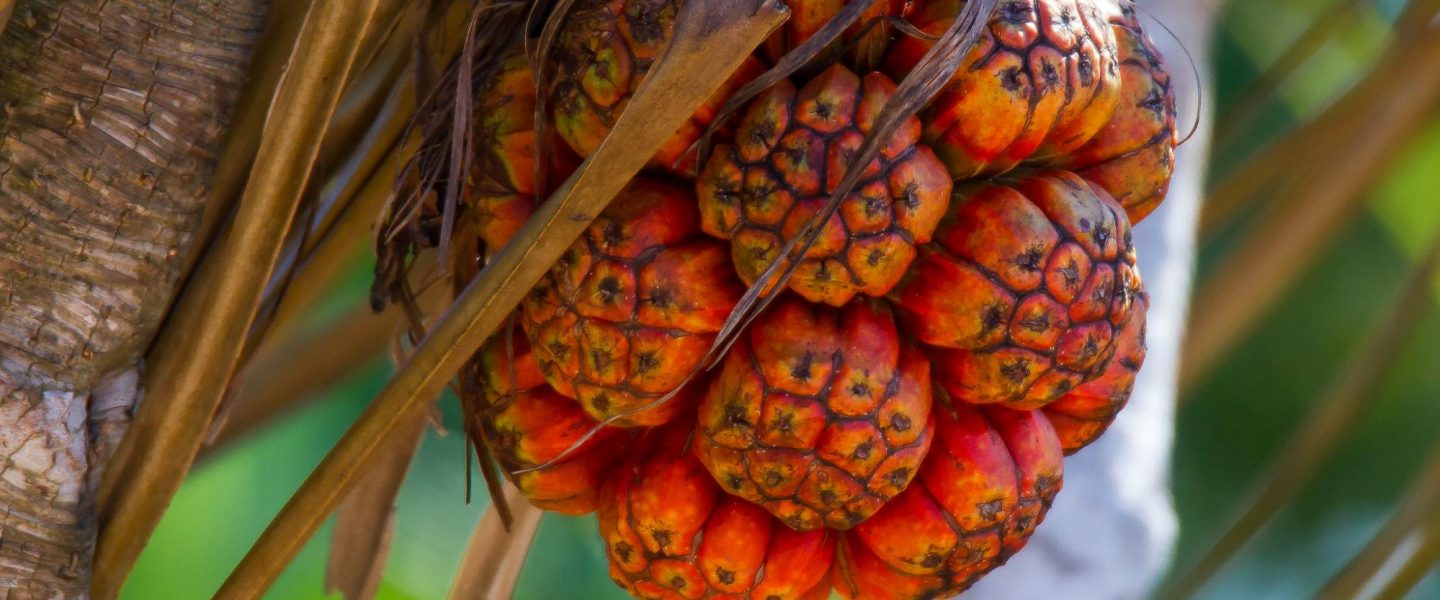 climate change, future food, fighting hunger, edible plants, diversifying diet