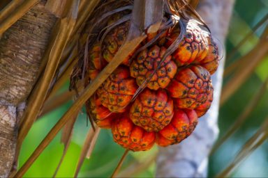 climate change, future food, fighting hunger, edible plants, diversifying diet