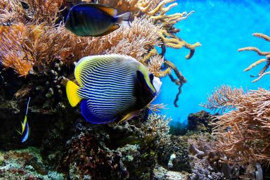 coral reefs. health, monitoring, biodiversity, decibel levelcoral reefs. health, monitoring, biodiversity, decibel level