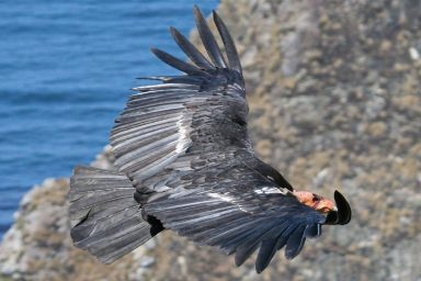 Pacific Northwest, California redwoods, condors, endangered species, historic habitat