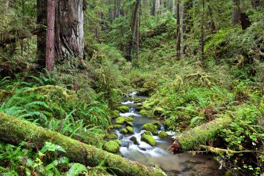 King Range National Conservation Area, creek