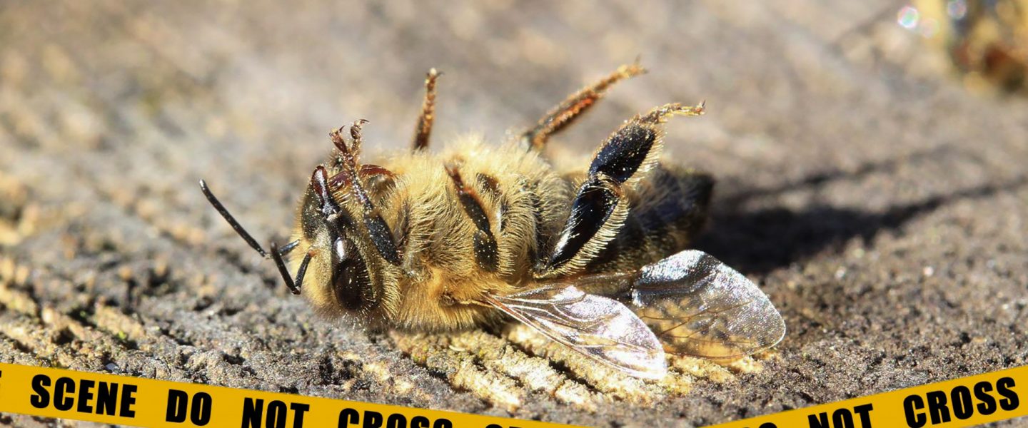 honey bees, crime scene