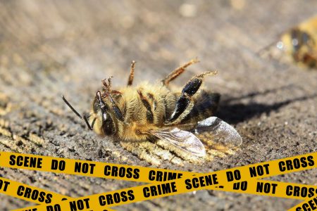 honey bees, crime scene