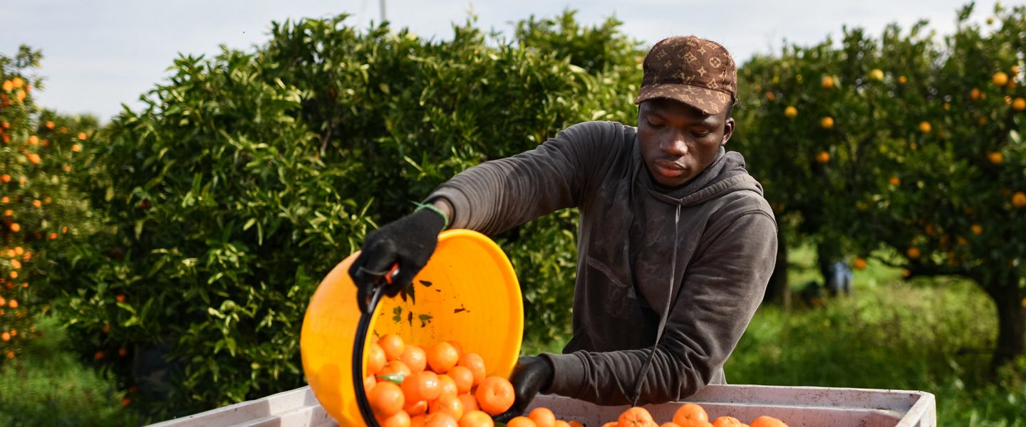 Calabria, Italy, clementines, harvest