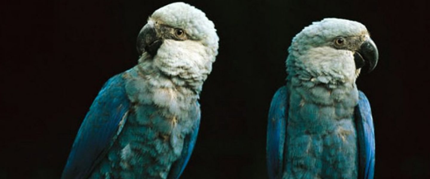 biodiversity, rare birds, extinction, Spix's macaw, conservation, reintroduction