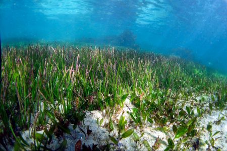 Australia, world's largest plant, seagrass, single organism, DNA