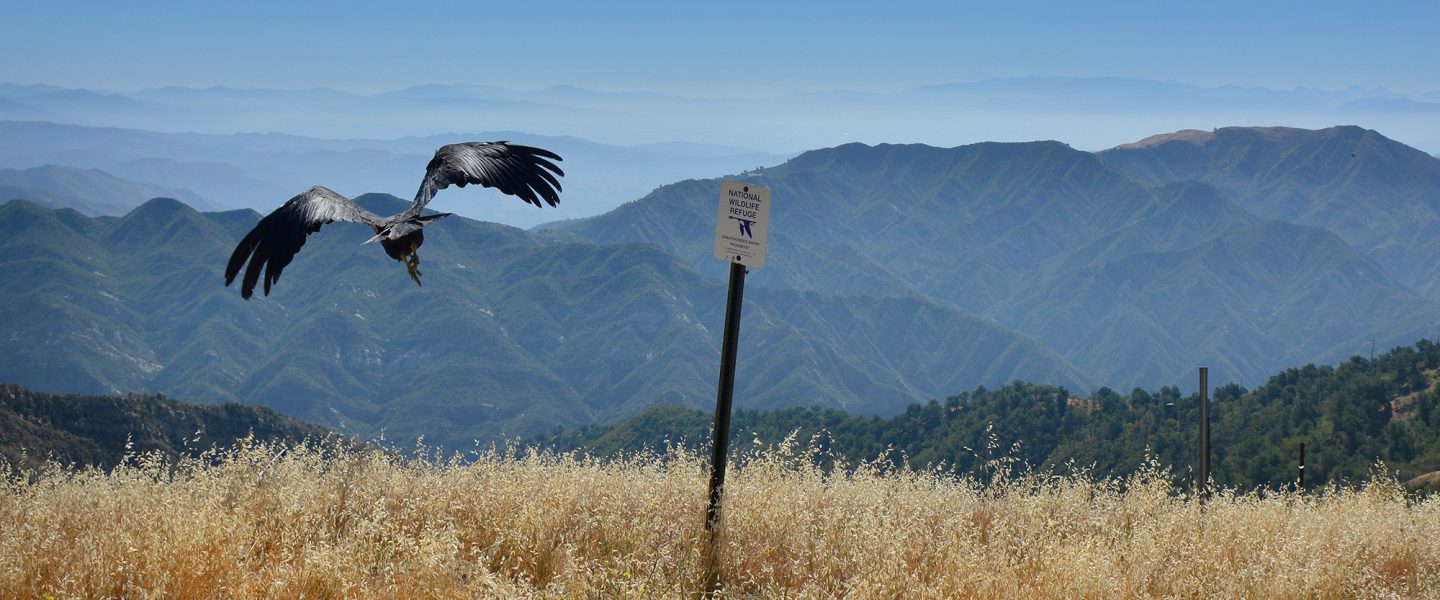 California condor #628, Los Padres