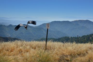 California condor #628, Los Padres