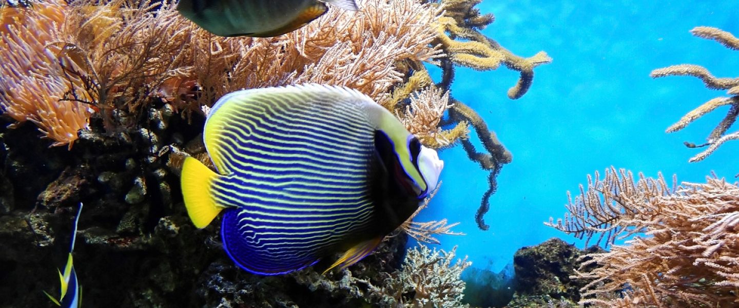 UN ocean summit, Lisbon, deep sea mining, Fiji, Palau, moratorium plea