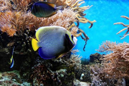 UN ocean summit, Lisbon, deep sea mining, Fiji, Palau, moratorium plea