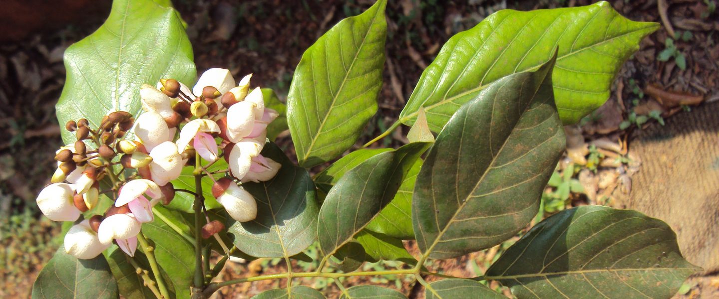Pongamia pinnata