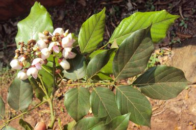 Pongamia pinnata
