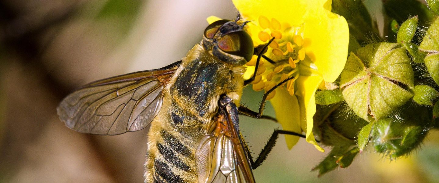 climate crisis, global warming, pollination, beating heat, food supply