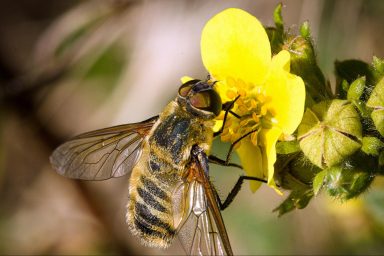 climate crisis, global warming, pollination, beating heat, food supply