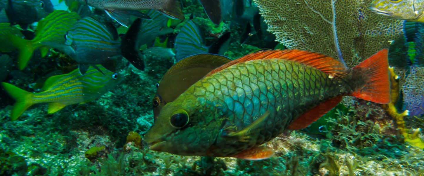 biodiversity, sustainability, wild species, overexploitation, UN report