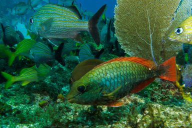 biodiversity, sustainability, wild species, overexploitation, UN report