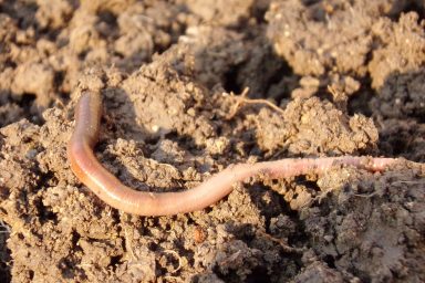 earthworm, soil