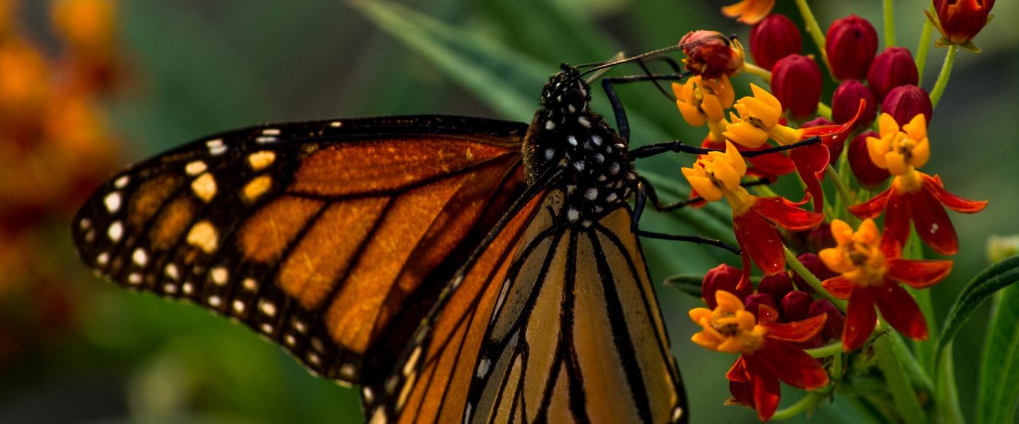 climate crisis, nature, monarch butterflies, endangered list, how to help