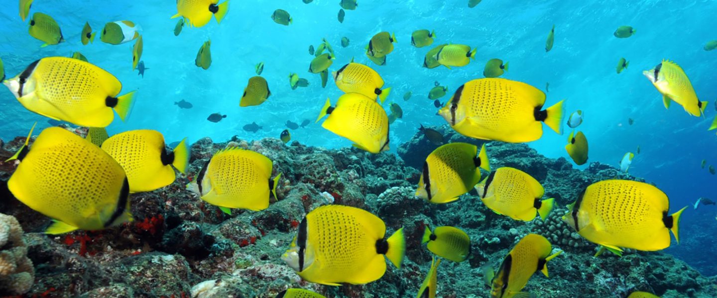Butterfly fish, coral, Lehua, HI