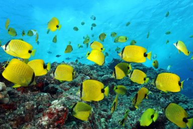 Butterfly fish, coral, Lehua, HI