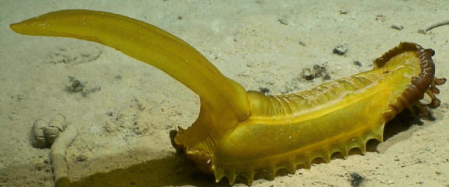 biodiversity, NOAA, ocean, robots, potential new species