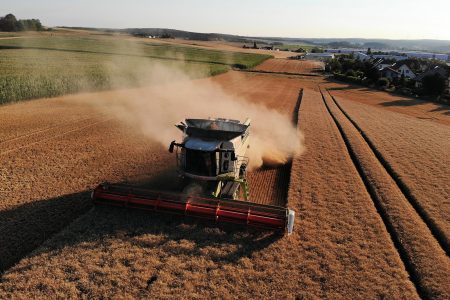 Barley harvest.