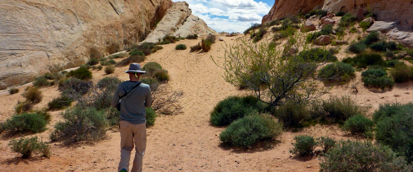 climate crisis, Nevada, Las Vegas, megadrought, grass nixed