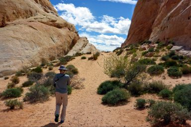 climate crisis, Nevada, Las Vegas, megadrought, grass nixed